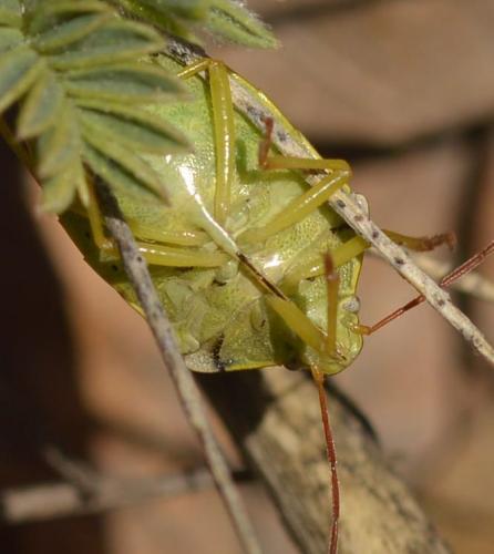 Piezodorus lituratus
